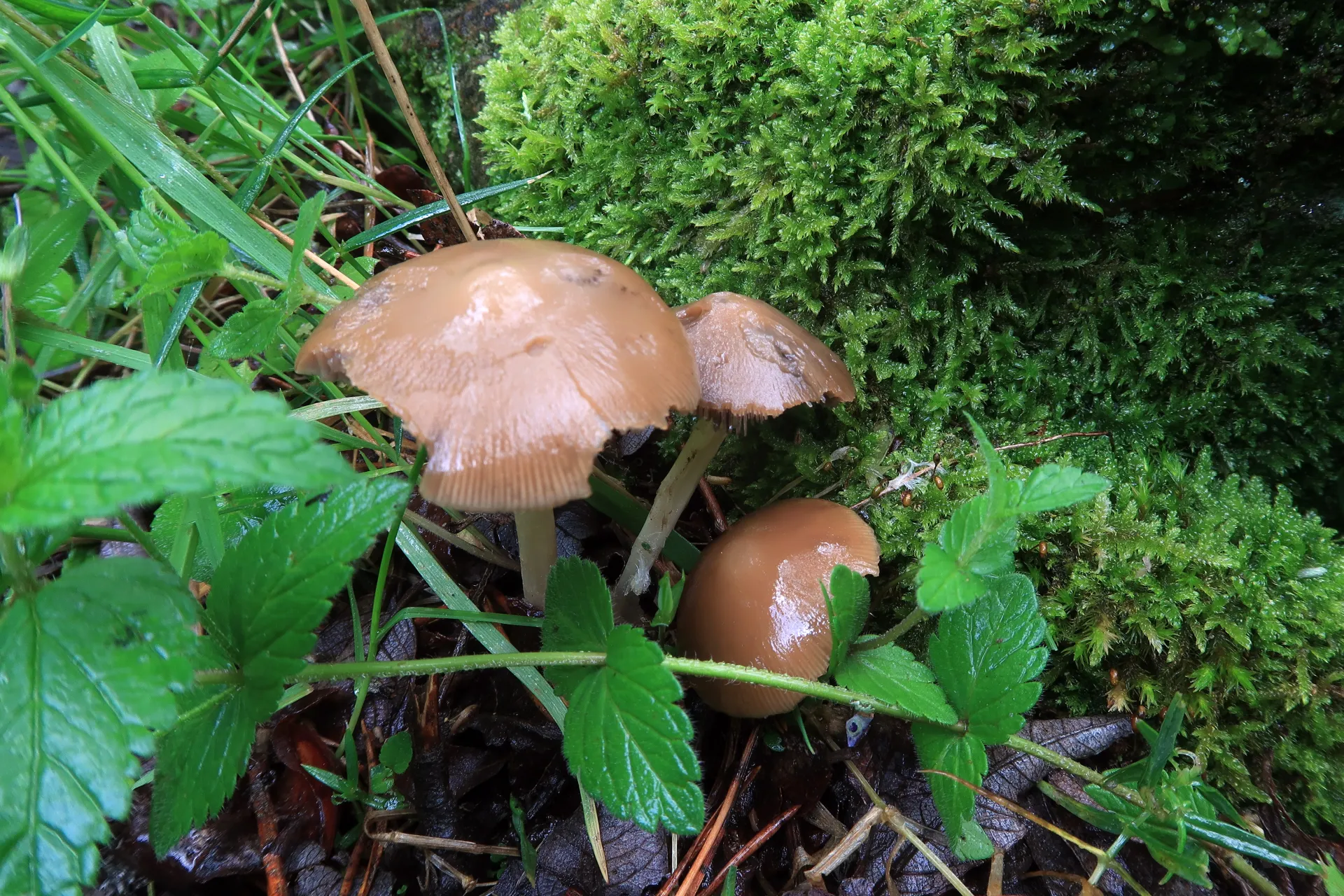 Psathyrella spadiceogrisea - 1 - IMG_6124